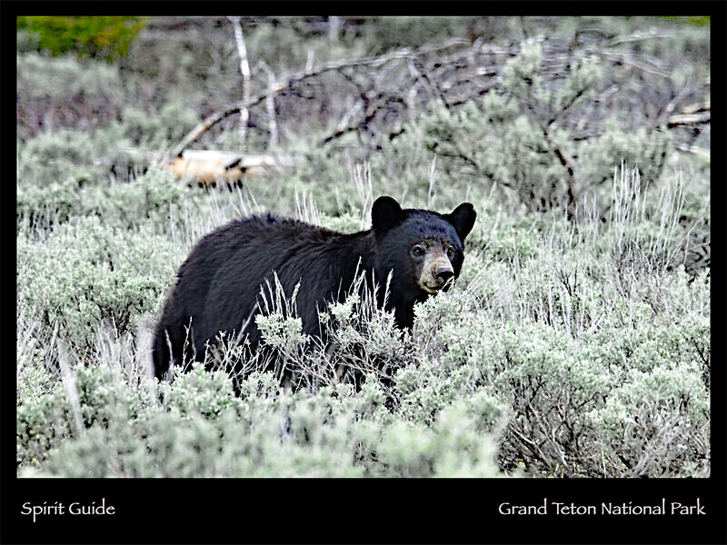 2026 Wildlife Images From Nature Calendar JUN PHOTO - The 2026 Wildlife Images Calendar Pictures