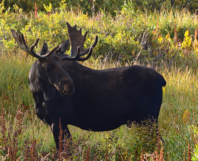 Always Aware - Moose & Pronghorn (Antelope)