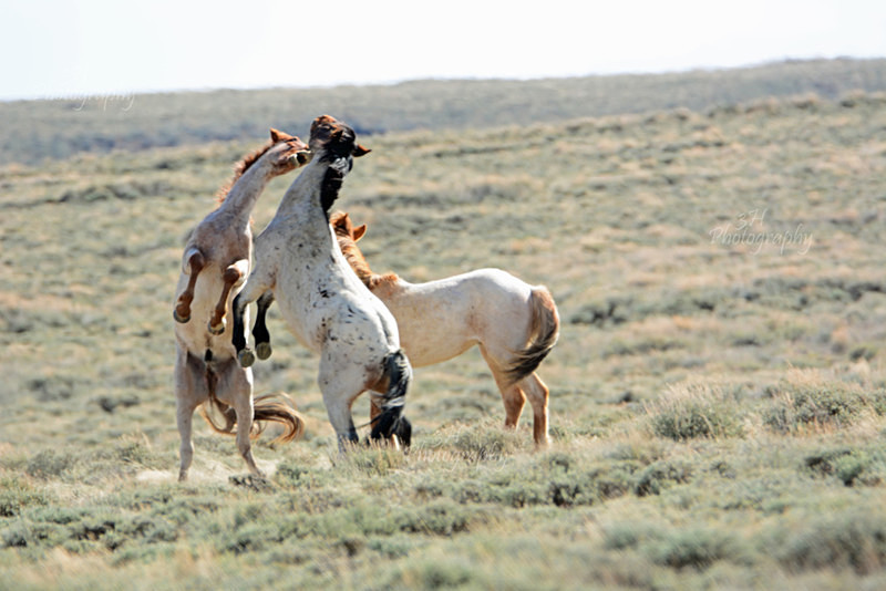 Sparring - Bison & Horses