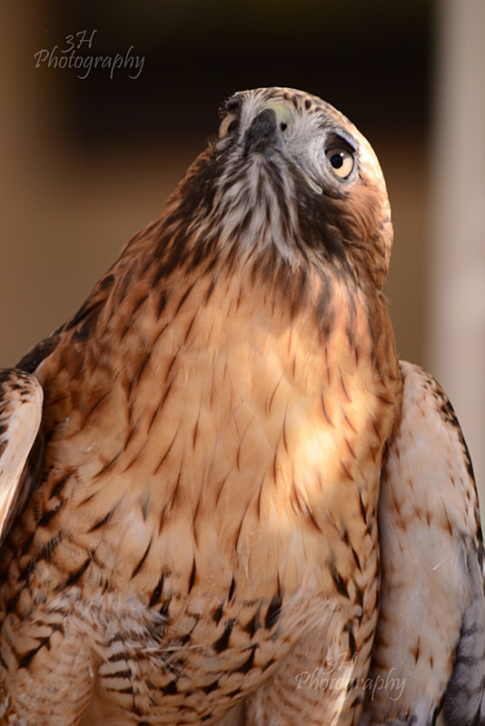 Caution - Raptors & Other Winged Friends