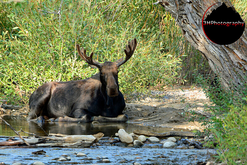  - Moose & Pronghorn (Antelope)