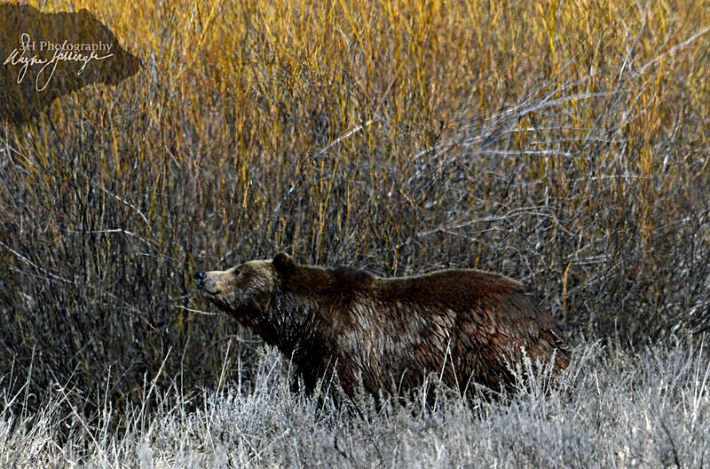 _DSC3555 - Bears: Grizzly & Black Bears