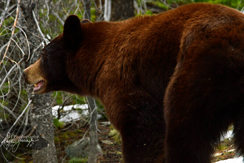 _DSC3125 - Bears: Grizzly & Black Bears