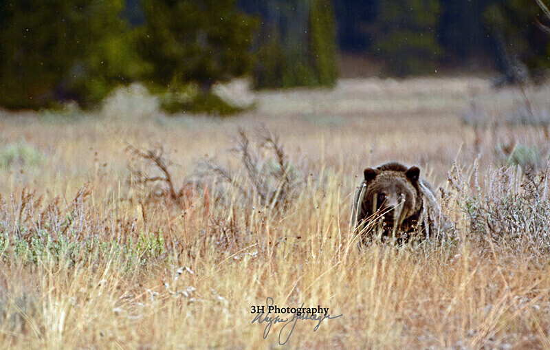 DSC_2370 - Grizzly #399 - Queen of the Tetons
