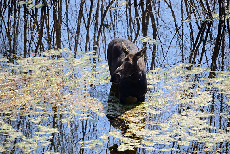 Moose Reflection - Moose & Pronghorn (Antelope)