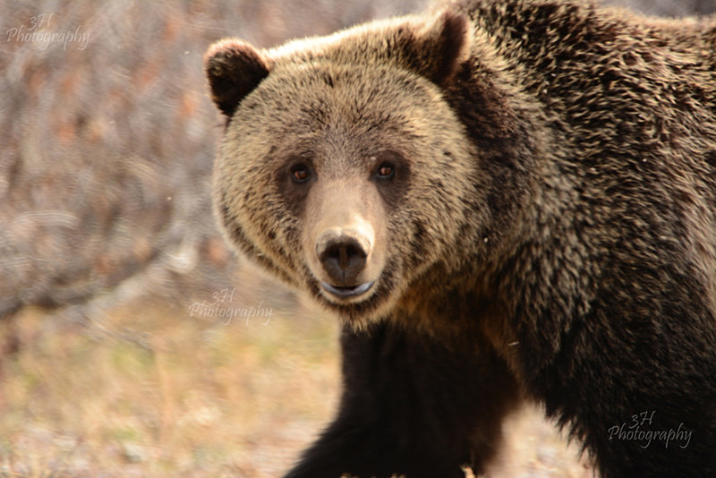 Blondie - Bears: Grizzly & Black Bears