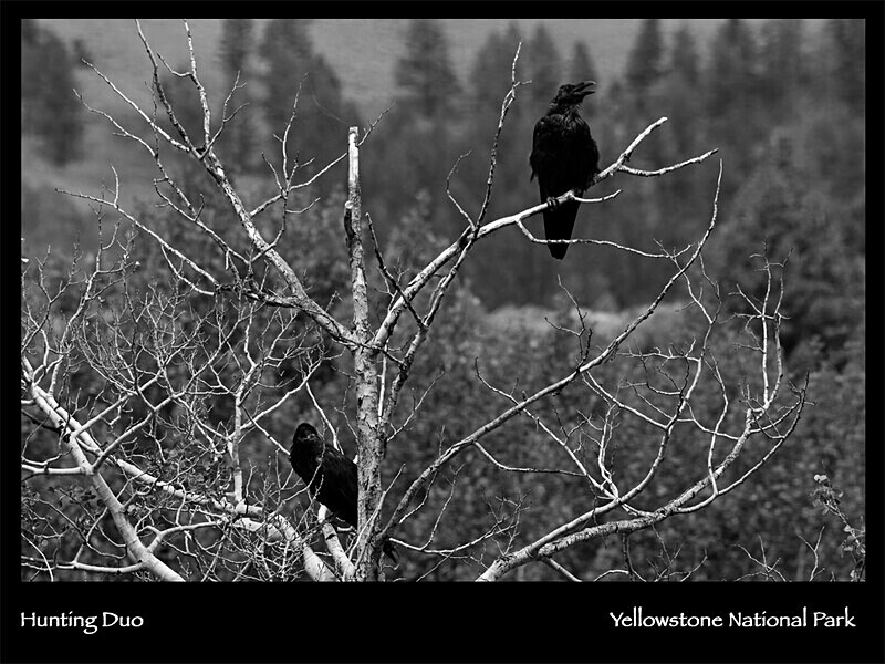 2026 Wildlife Images From Nature Calendar MAR PHOTO - The 2026 Wildlife Images Calendar Pictures