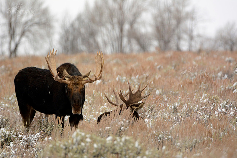 _DSC9978 - Moose & Pronghorn (Antelope)