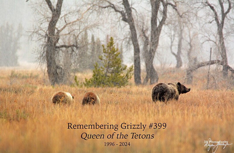 Remembering 399 Post_2299-Compressed - Grizzly #399 - Queen of the Tetons