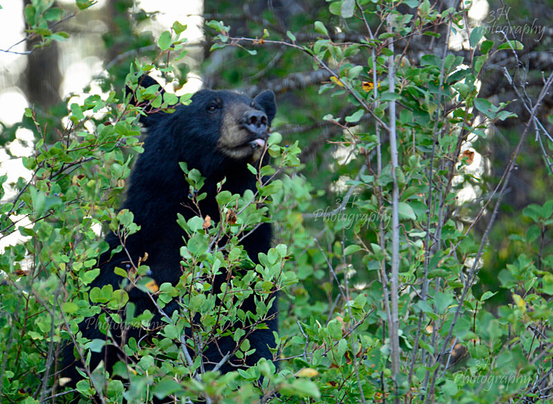 Sweet Tooth - Bears: Grizzly & Black Bears