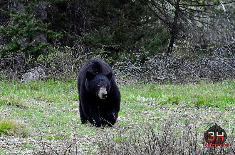 3HPhotography5-20-25_GTNP_410_ - Grand Teton NP Spring Shoot - May 2025