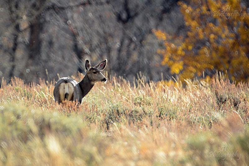 Fall Morning Mulie - Elk & Deer