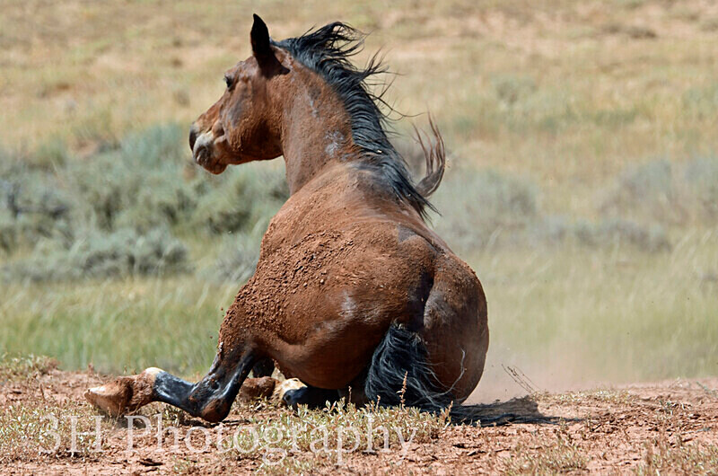 _DSC6486 - Bison & Horses