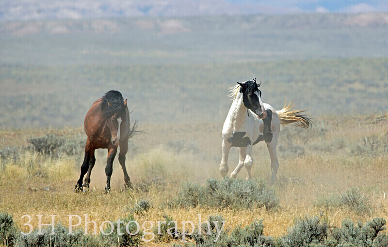 Horsin Around_6633 - Bison & Horses