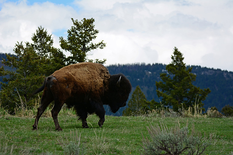 DSC_5210 - Bison & Horses