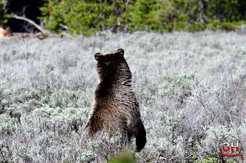 3HPhotography5-21-25_GTNP_929_ - Grand Teton NP Spring Shoot - May 2025