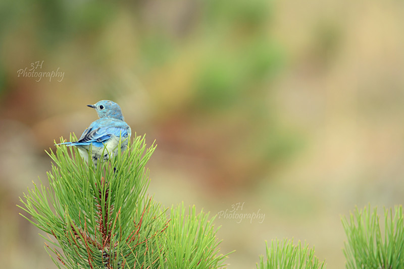 Little Beauty - Raptors & Other Winged Friends