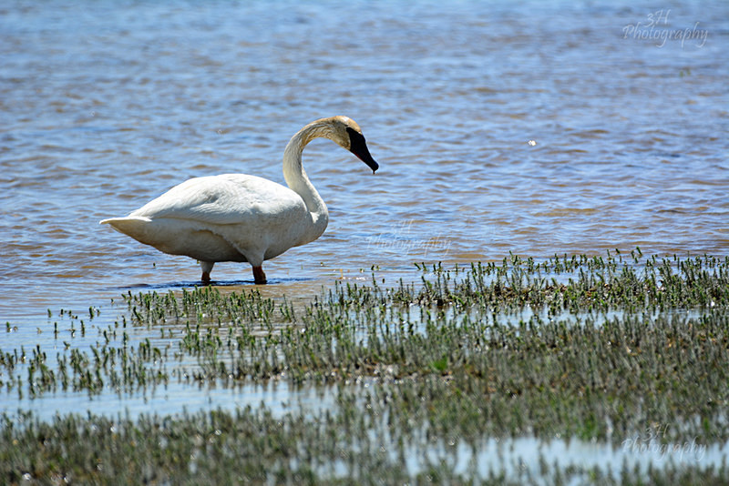 Summer Swan - Raptors & Other Winged Friends