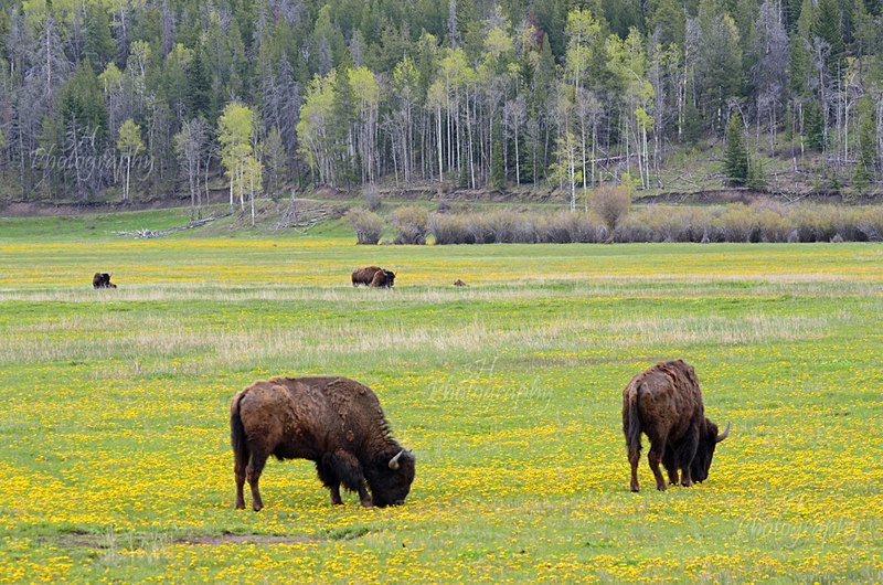 Early Summer Grazing - Bison & Horses