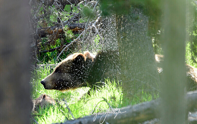 _DSC0918 - Grizzly #399 - Queen of the Tetons