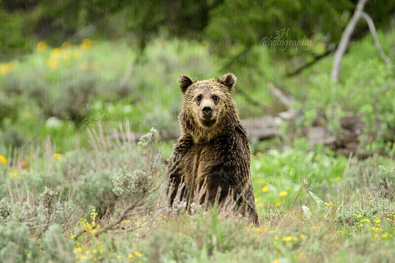 Curious Stare_9680 - Bears: Grizzly & Black Bears