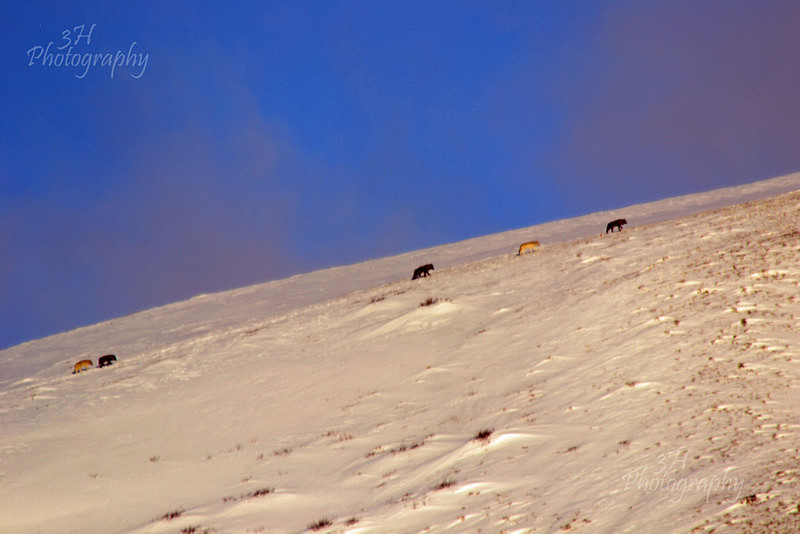 Lower Gros Ventre Wolf Pack - Wolves, Foxes & Coyotes
