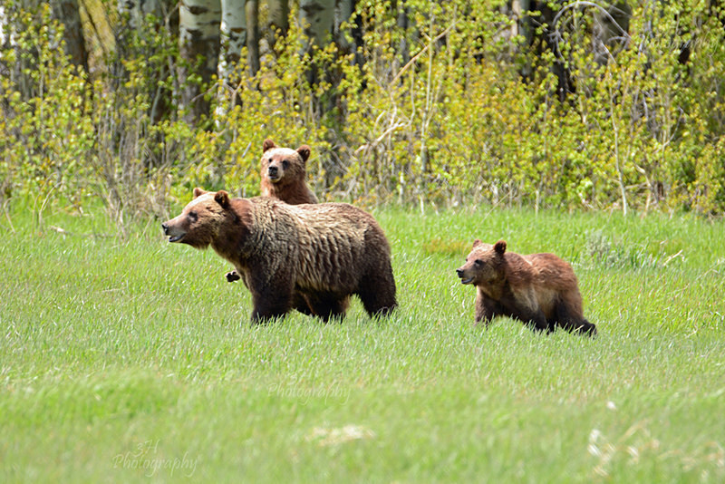 Raising Twins Can Be Difficult - Bears: Grizzly & Black Bears
