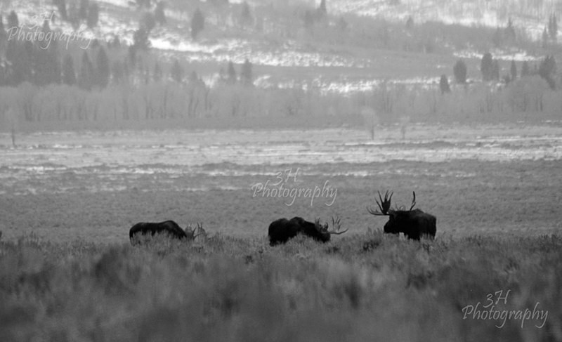 Bull Session- BW - Moose & Pronghorn (Antelope)