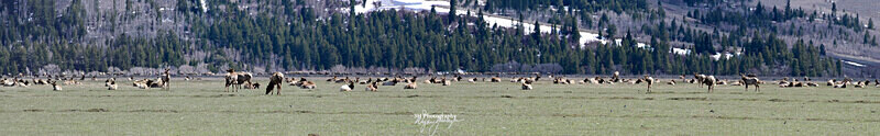 Elk Migration_Panorama2 - Grand Teton & Yellowstone National Park Landscapes