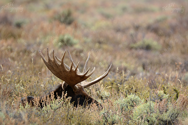 Hidden Beauty - Moose & Pronghorn (Antelope)