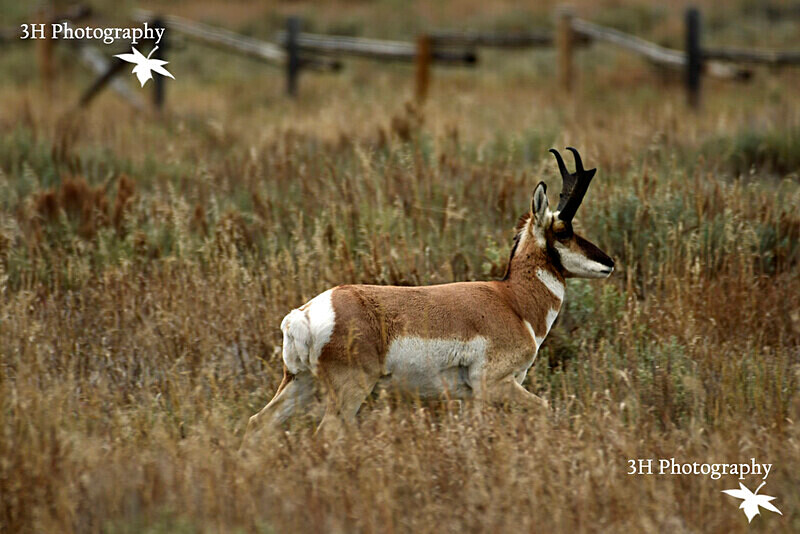 _DSC6980 - Moose & Pronghorn (Antelope)