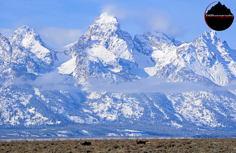 Dream Shot 7968 - Moose & Pronghorn (Antelope)