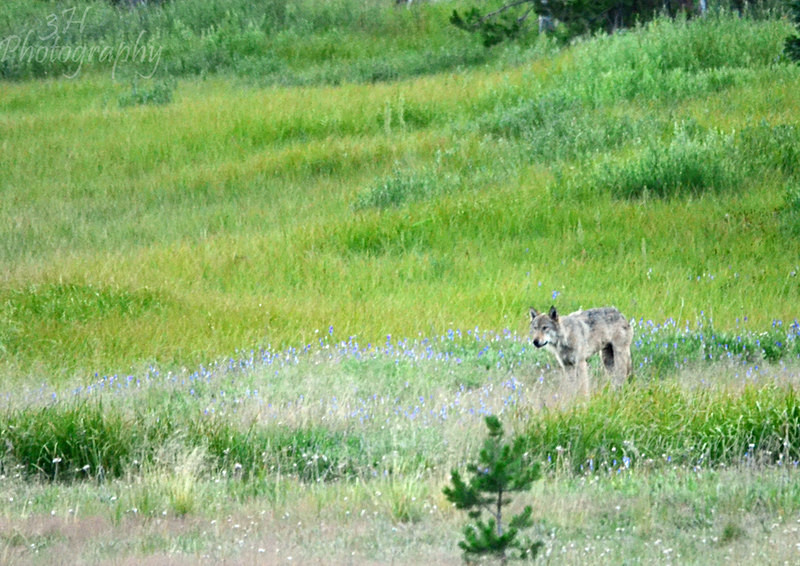 Canyon Gray Wolf - Wolves, Foxes & Coyotes
