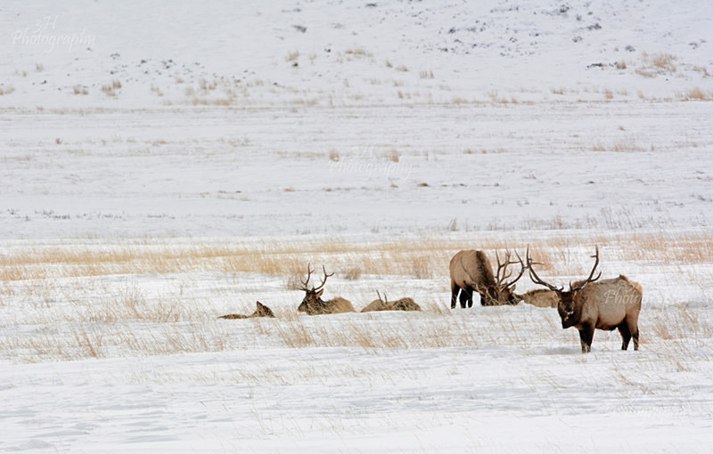 Wyoming Bachelor Group - Elk & Deer