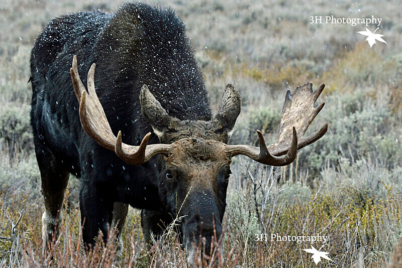 _DSC5782 - Moose & Pronghorn (Antelope)