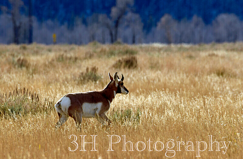 _DSC3756 - Moose & Pronghorn (Antelope)