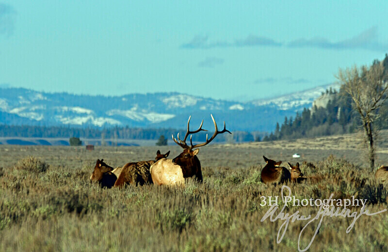3HPhotography_Grand_Teton_OCT2025_00587 - Grand Teton NP Fall Adventure - OCT 2025