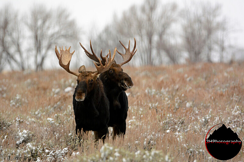 Double Trouble 0002 - Moose & Pronghorn (Antelope)
