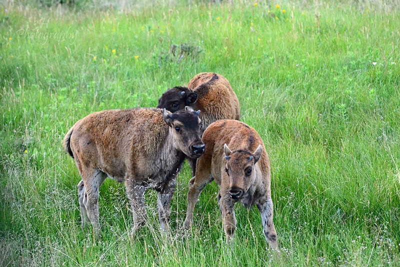 The Future of the Herd - Bison & Horses