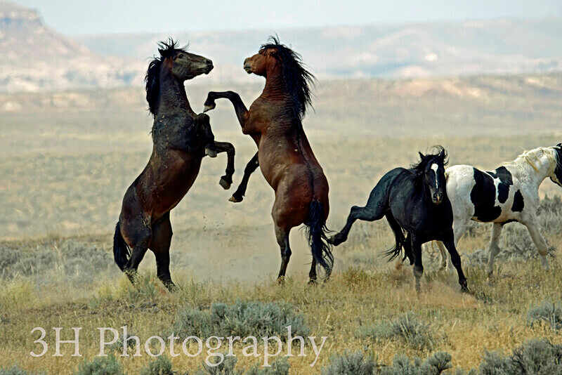 ALREADY NAMED_DSC6661 - Bison & Horses