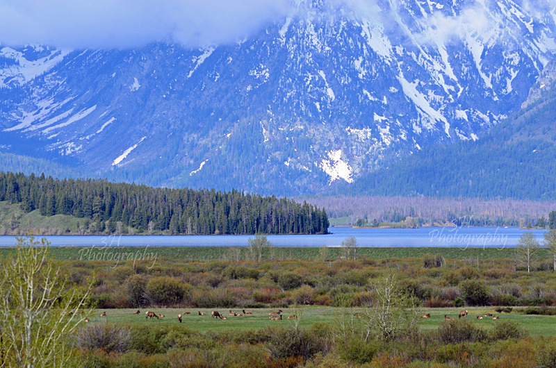 A Grand Morning - Grand Teton & Yellowstone National Park Landscapes