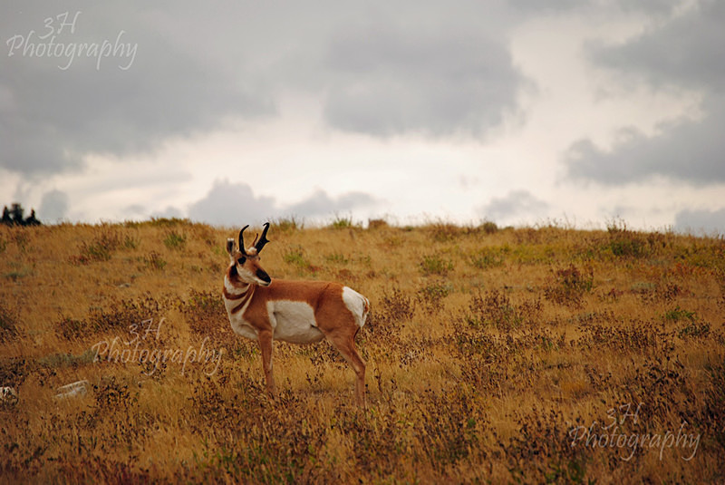 Danger Alert - Moose & Pronghorn (Antelope)