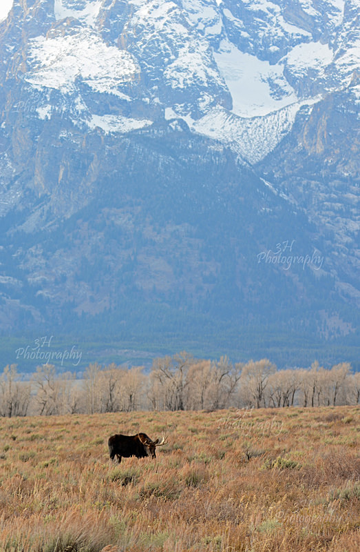 Teton Fall Grazing - Moose & Pronghorn (Antelope)