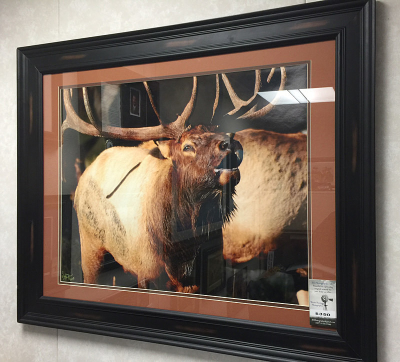 Bugling Herd Bull - framed  matted - Finished Artwork
