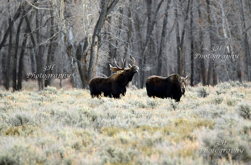 Love Song_2708 - Moose & Pronghorn (Antelope)