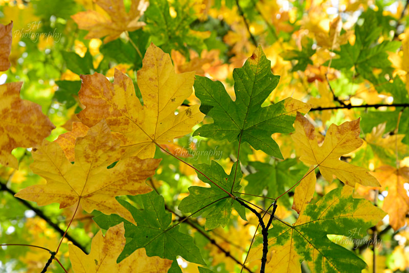 Maple Leaves - Western U.S. Landscapes