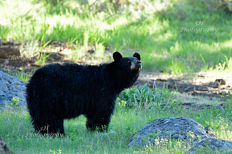 Squirrels  Birds - Bears: Grizzly & Black Bears