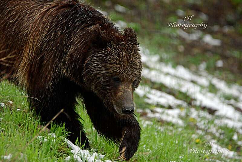 Young Exporer_9185 - Bears: Grizzly & Black Bears
