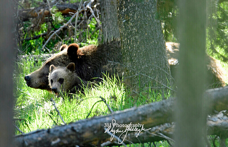 _DSC0898 - Grizzly #399 - Queen of the Tetons
