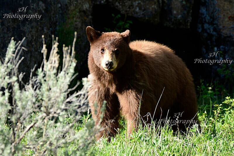 Cinnamon Stare_8357 - Bears: Grizzly & Black Bears
